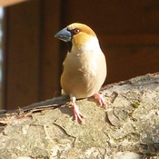 Hawfinch